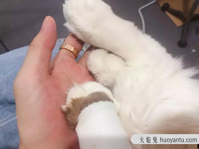 干性猫传腹(干性猫传腹能治好吗)