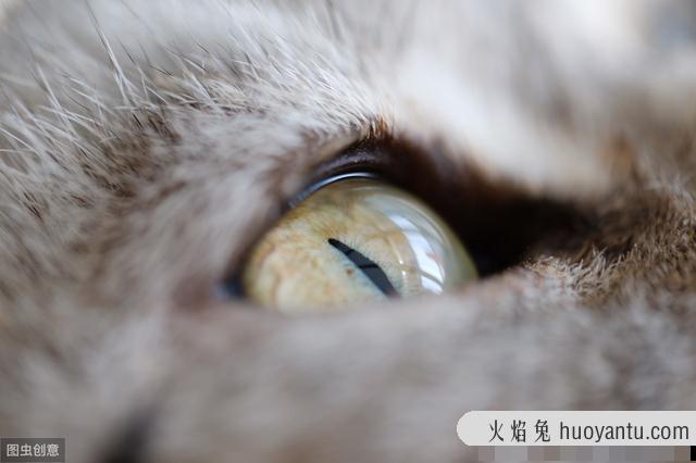 猫有眼屎是正常的吗(猫有眼屎正常嘛)