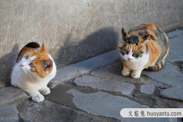 三花猫为什么招财(三花猫真的能招财吗)