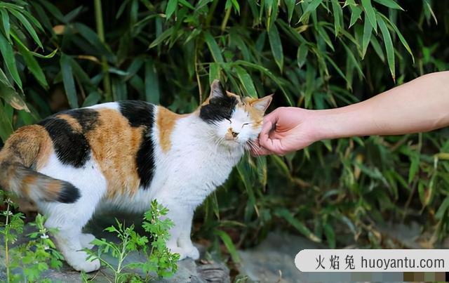 三花猫为什么招财(三花猫真的能招财吗)