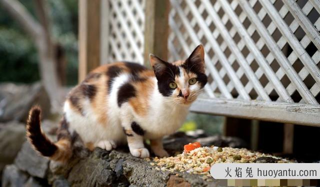 三花猫为什么招财(三花猫真的能招财吗)