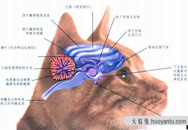 猫有感情吗(猫有感情吗,认主人吗)