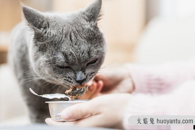 猫罐头怎么喂最佳(猫罐头怎么喂食)