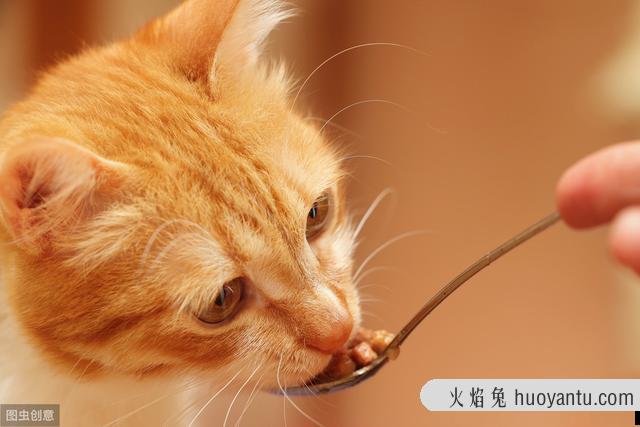 小猫不停的叫还蹭你腿是为什么(小猫蹭腿一直叫)