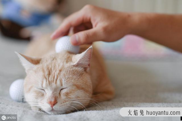 小猫不停的叫还蹭你腿是为什么(小猫蹭腿一直叫)