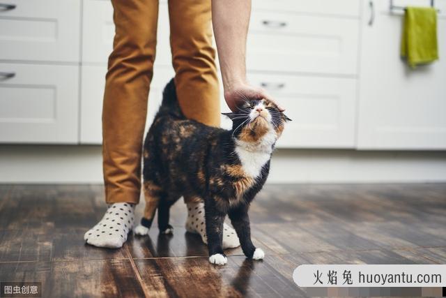 小猫不停的叫还蹭你腿是为什么(小猫蹭腿一直叫)