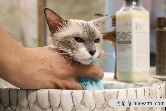 猫可不可以用人的沐浴露(猫可以使用人的沐浴露吗)