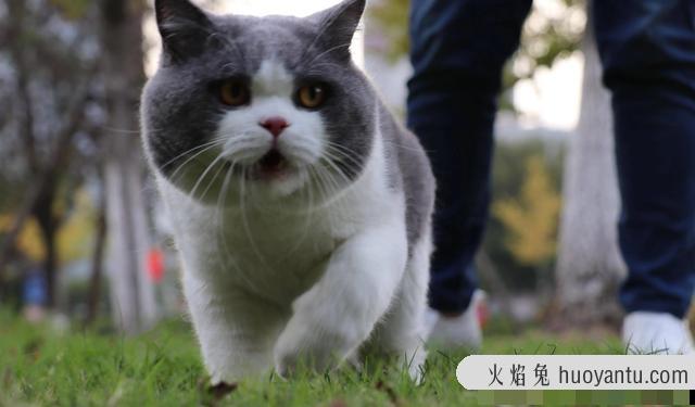 汤姆猫是什么品种的猫(猫和老鼠汤姆猫是什么品种)