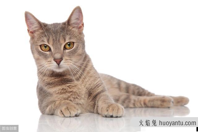 猫咪难受的姿势有哪些表情(猫咪难受的姿势有哪些表现)