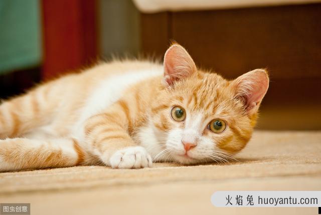 猫咪难受的姿势有哪些表情(猫咪难受的姿势有哪些表现)