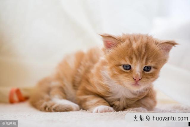 猫咪难受的姿势有哪些表情(猫咪难受的姿势有哪些表现)