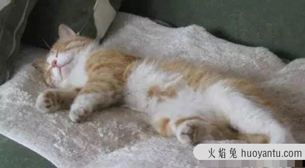 猫咪的睡姿及其解析(猫咪睡姿看性格)