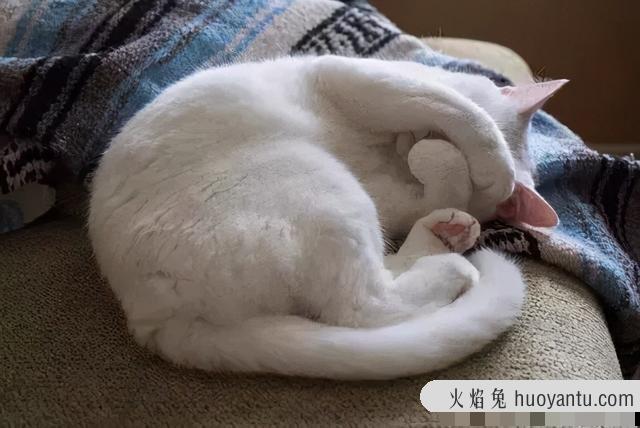 猫咪的睡姿及其解析(猫咪睡姿看性格)