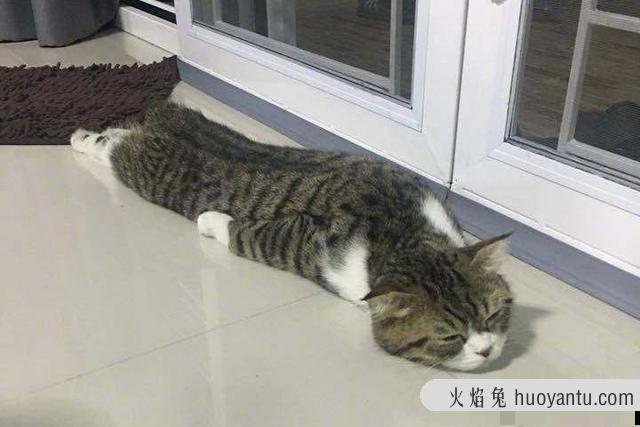 猫咪的睡姿及其解析(猫咪睡姿看性格)