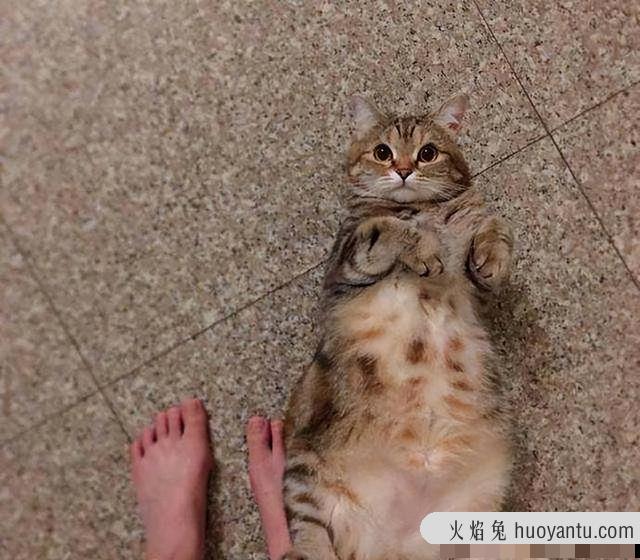 猫打滚翻肚子什么意思(猫打滚翻肚子表示什么意思)