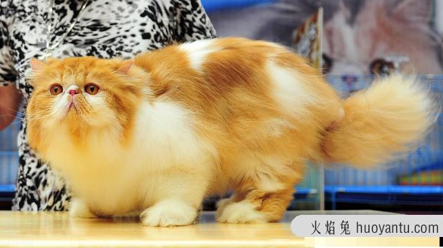 猫咪呼噜呼噜的声音怎么回事(猫咪发呼噜声怎么回事)