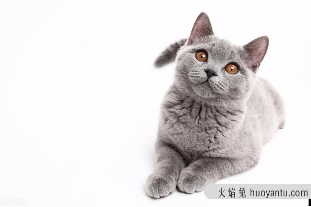 猫咪呼噜呼噜的声音怎么回事(猫咪发呼噜声怎么回事)