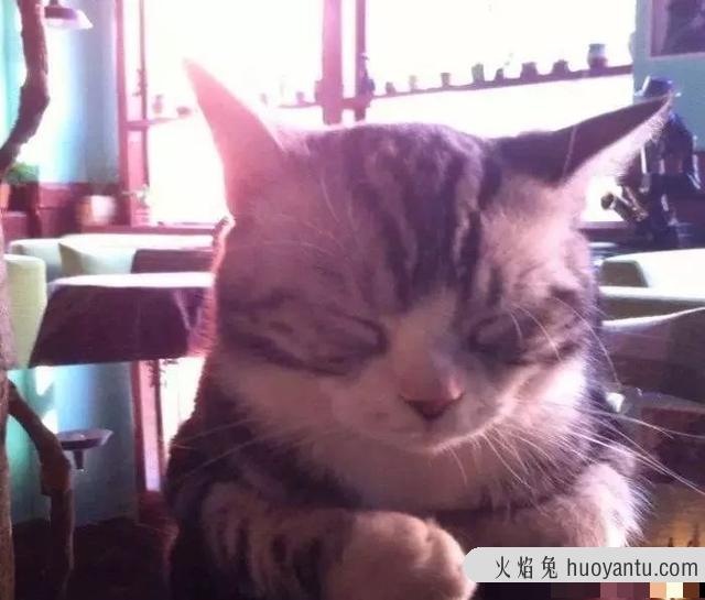 猫眼屎多是什么原因(猫眼屎多正常吗)