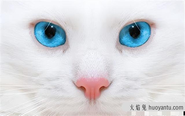 猫的瞳孔为什么会变(猫的瞳孔为什么会变化)