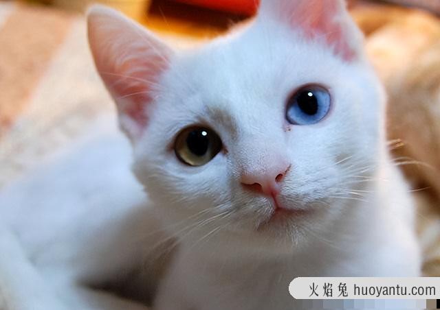 猫的瞳孔为什么会变(猫的瞳孔为什么会变化)