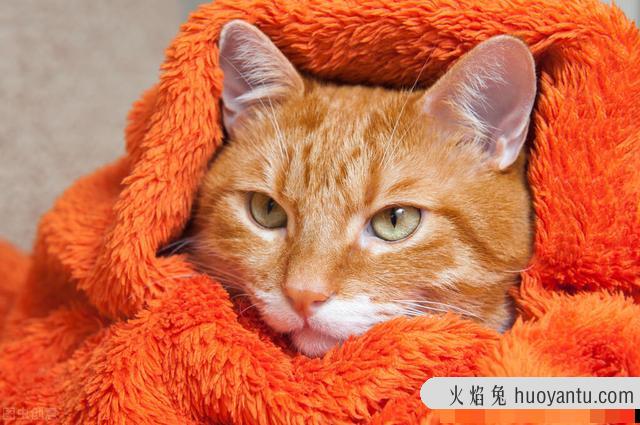 猫正常体温多少度正常(猫的体温正常多少度)