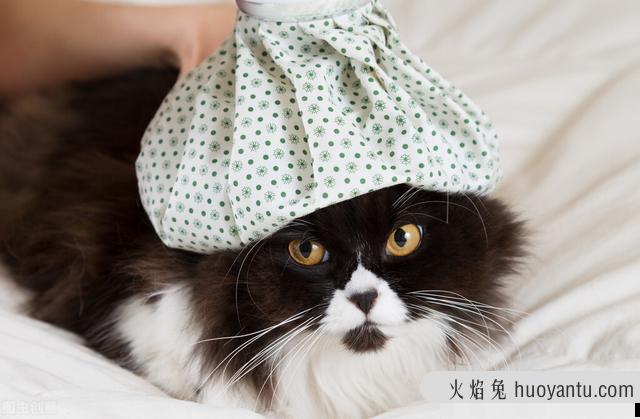 猫正常体温多少度正常(猫的体温正常多少度)