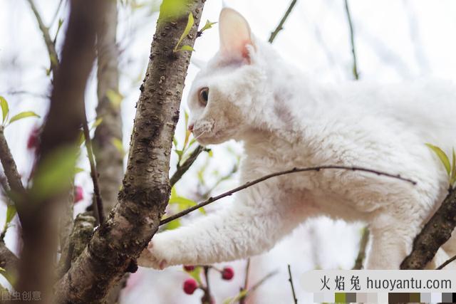 德文卷毛猫基因缺陷(德文卷毛猫容易得病吗)