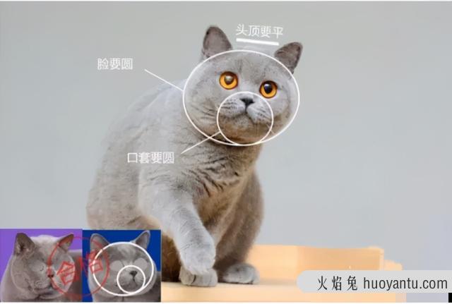 纯种蓝猫怎么鉴别(纯种蓝猫怎么鉴别品相)