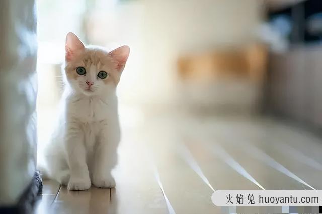 洗猫袋好用吗(猫咪洗猫袋好用吗)