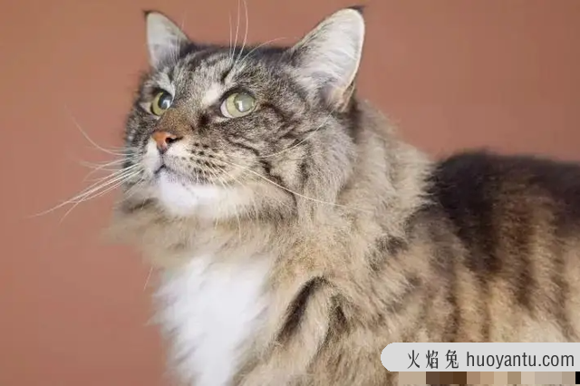 洗猫袋好用吗(猫咪洗猫袋好用吗)