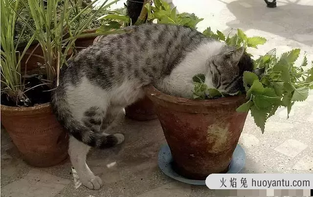 洗猫袋对猫有影响吗(用洗猫袋给猫洗澡有用吗)