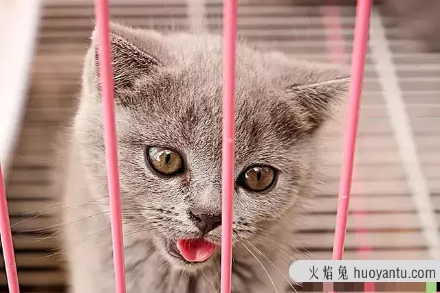 洗猫袋对猫有影响吗(用洗猫袋给猫洗澡有用吗)