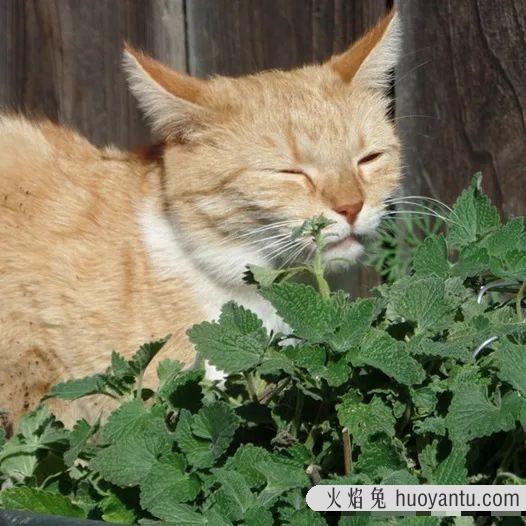 猫薄荷和薄荷的区别是哪些(猫薄荷和薄荷的区别图片)