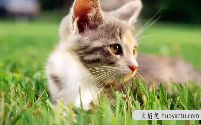 洗猫袋对猫有影响吗(用洗猫袋给猫洗澡有用吗)