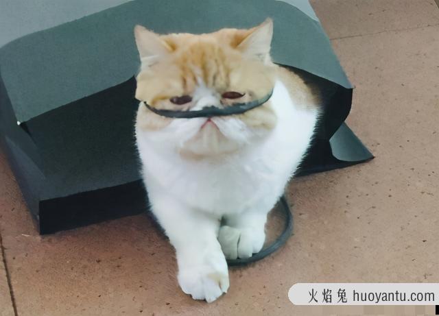 猫能吃鸡骨头吗(猫可以吃鸡骨头吗)