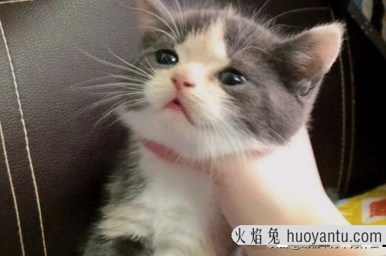 猫吃辣椒会怎么样(猫为什么不能吃辣椒)