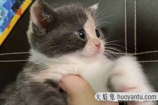 猫吃辣椒会怎么样(猫为什么不能吃辣椒)