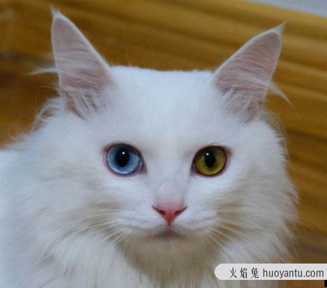 白色波斯猫蓝眼睛是什么猫(蓝眼睛的白猫是波斯猫吗)