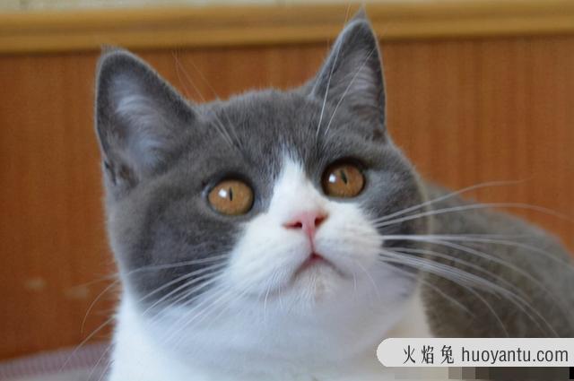 短鼻猫有哪些品种(短鼻猫都有哪些)