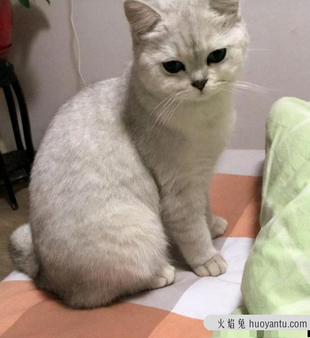 短鼻猫有哪些品种(短鼻猫都有哪些)