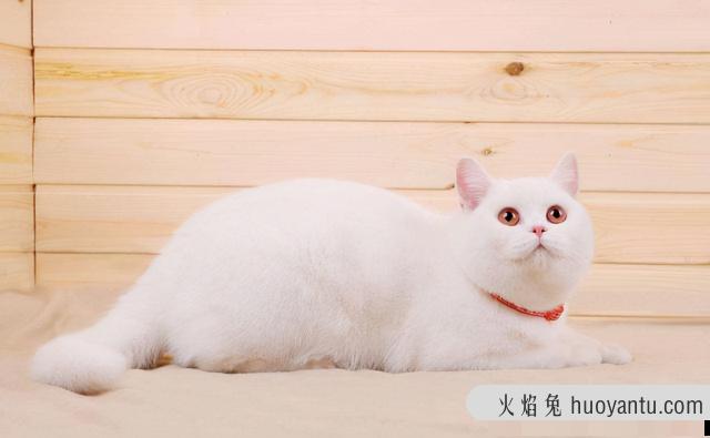 短鼻猫有哪些品种(短鼻猫都有哪些)