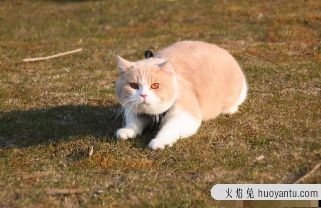 短鼻猫有哪些品种(短鼻猫都有哪些)