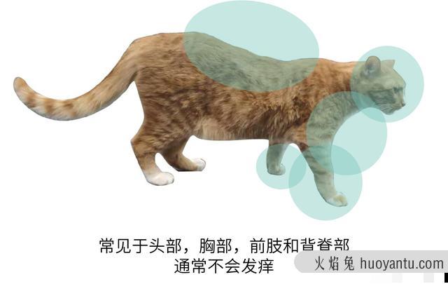 猫癣症状及图片大全(猫癣症状早期图片)