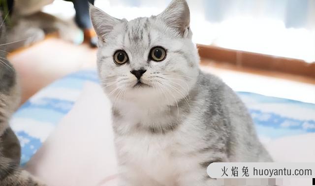 银渐层猫掉毛严重怎么办(银渐层猫掉毛厉害怎么办)