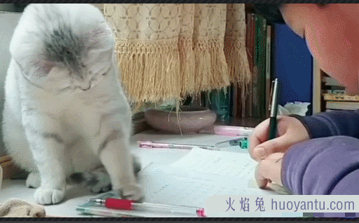 银渐层猫掉毛严重怎么办(银渐层猫掉毛厉害怎么办)