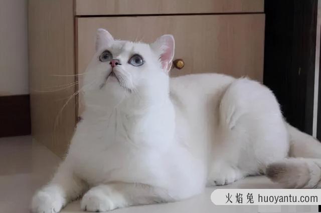 英短三花猫是怎么配出来的(英短三花猫是什么品种)