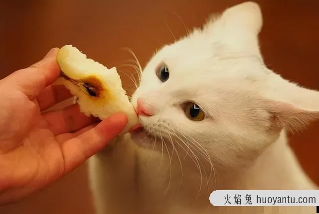 猫可以吃哈密瓜吗(猫可不可以吃哈密瓜)