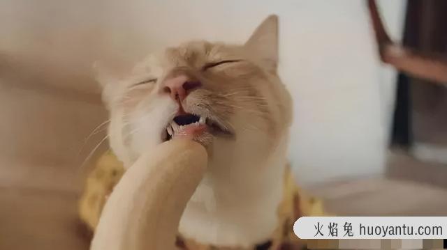 猫可以吃哈密瓜吗(猫可不可以吃哈密瓜)