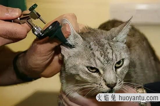 猫咪耳螨最简单治愈方法(猫咪耳螨的治疗方法)