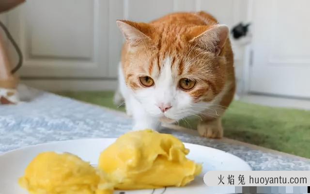 猫可以吃哈密瓜吗(猫可不可以吃哈密瓜)